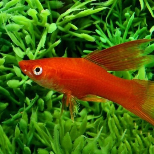Red Swordtail Hifin
