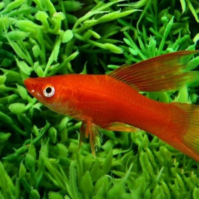 Red Swordtail HI Fin - L