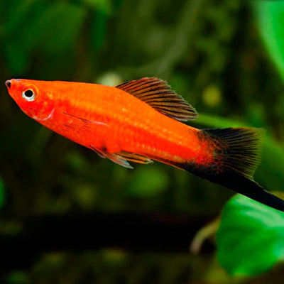 Red Wagtail Swordtail - L