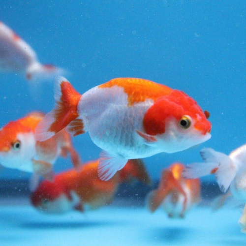 Red and White Ranchu