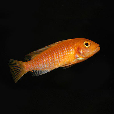 Red Zebra Mbuna Cichlid - 4"