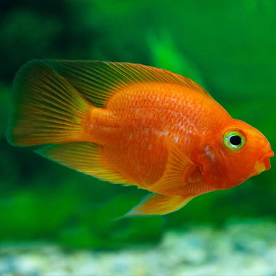 Parrot Fish