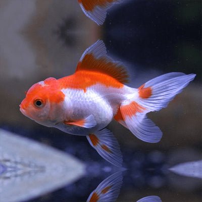 Red & White Goldfish - M