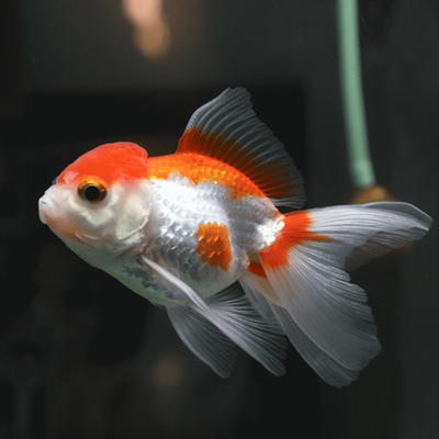 Red & White Oranda
