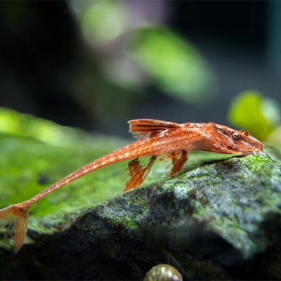 Red lizard Fish - 4cm