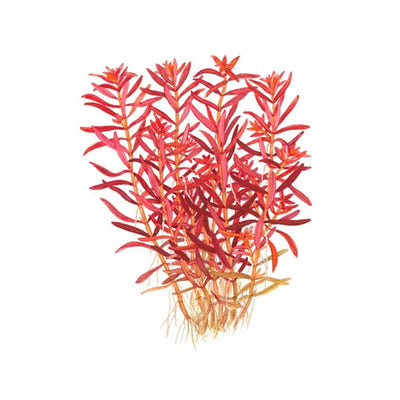 Red Rotala