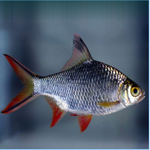 Redtail Tinfoil Barb 4"