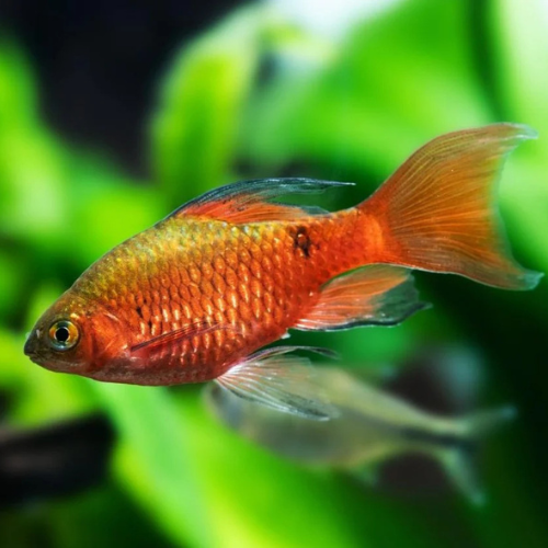 Rosy Barb Longfin 4cm