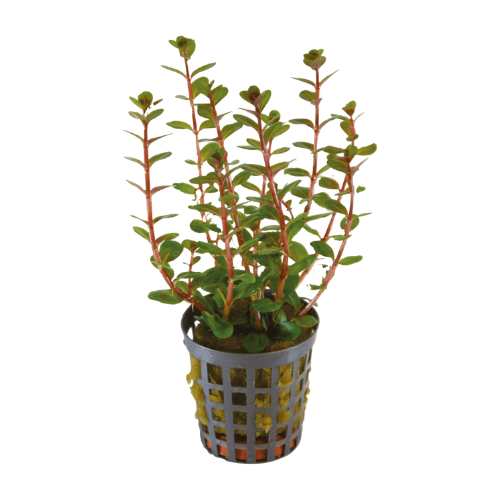 Rotala Blood Red