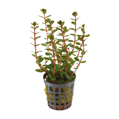 Rotala Blood Red