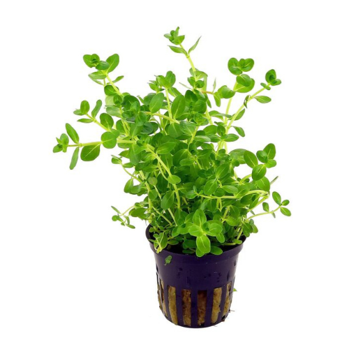Rotala Green