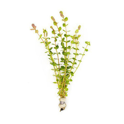 Rotala Indica (Red)