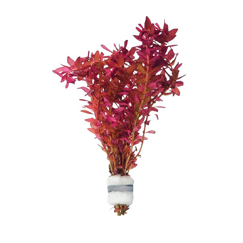 Rotala Macrandra