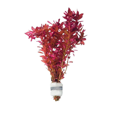Rotala Macrandra