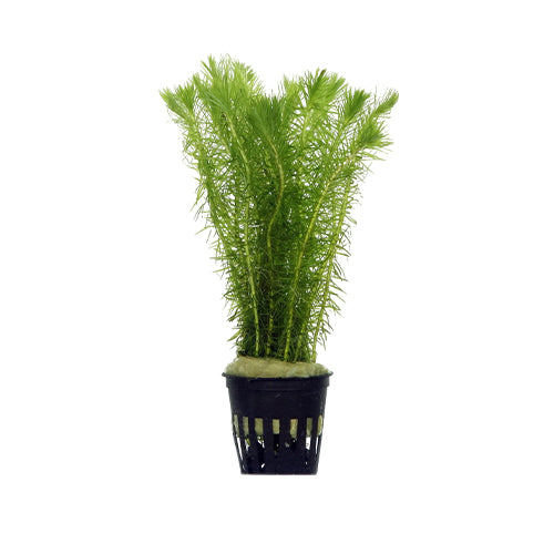 Rotala Mayaca