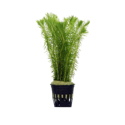 Rotala Mayaca