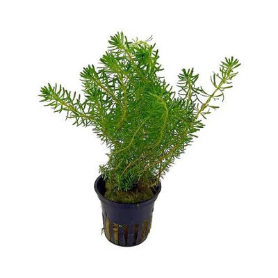 Rotala Najeshan
