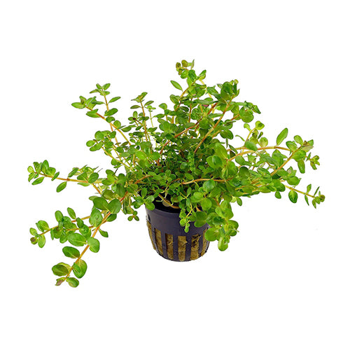 Rotala Rotundifolia
