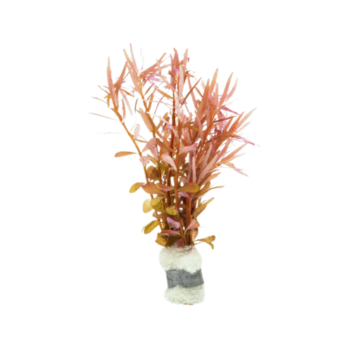 Rotala Rotundifolia ‘H'ra’