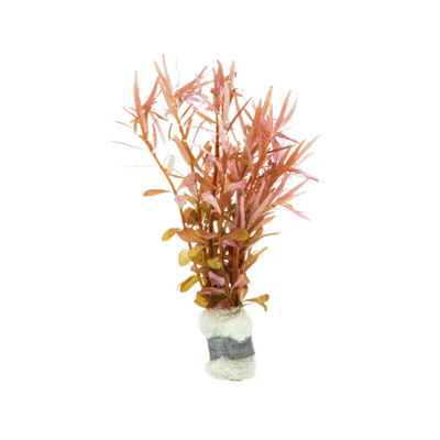 Rotala Rotundifolia ‘H'ra’
