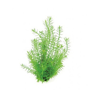 Rotala Species Green