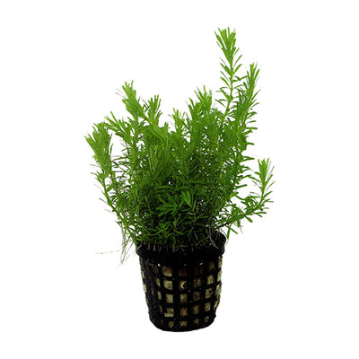 Rotala Wallichii