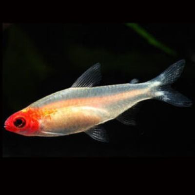 Rummy Nose Golden - 2.5cm