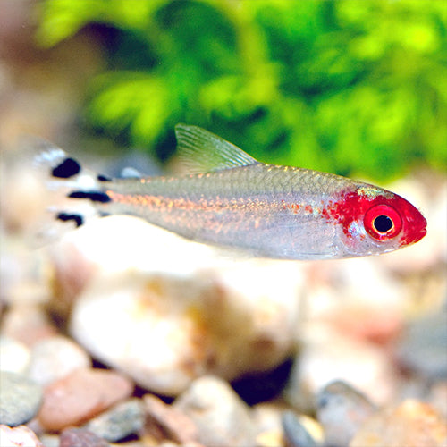 Rummy Nose Tetra