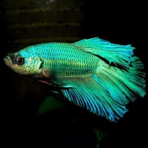 Siamese Betta
