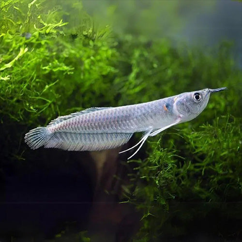 Silver Arowana - 6cm