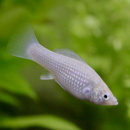 Silver Molly Roundtail - 4cm