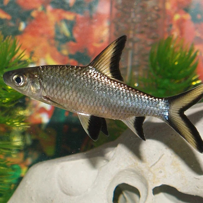 Silver Shark (Bala) - 5"