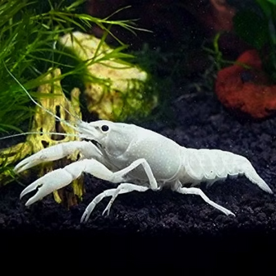 Snow White Lobster