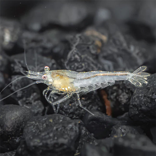 Snowball Shrimp