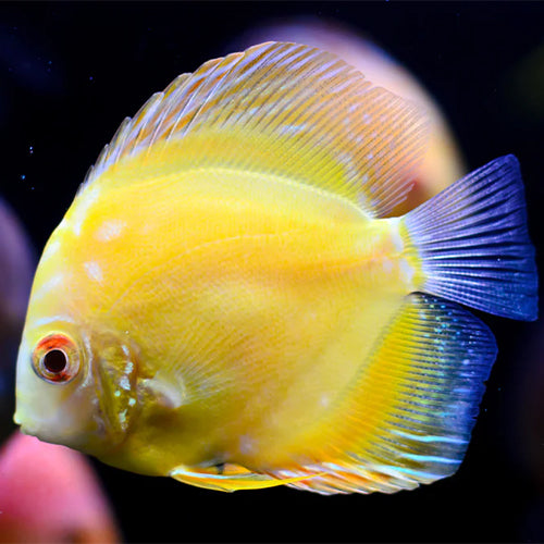 Solid Yellow Discus (4cm)