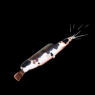 Walking Catfish (Spotted Clarias)