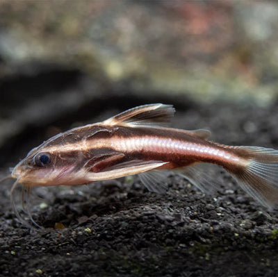 Striped Raphael catfish 4CM