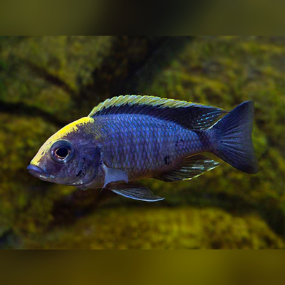 Sulfur Head Cichlid - 4"