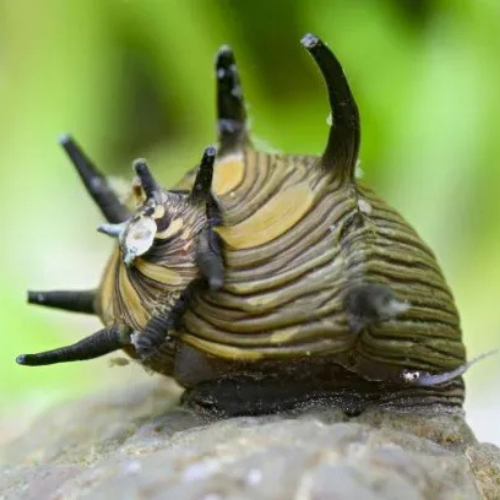 Sun Snail - 1.5cm