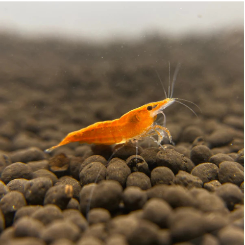 Sunkist Shrimp - 2cm