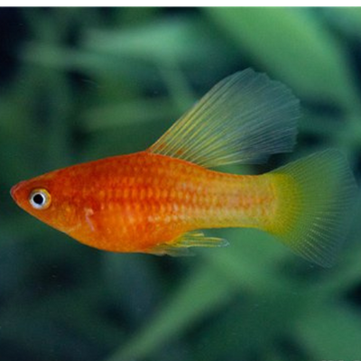 Sunset Hi Fin Platy - 2.5cm