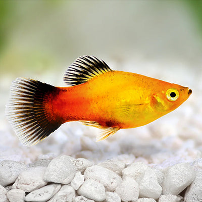 Sunset Platy - L