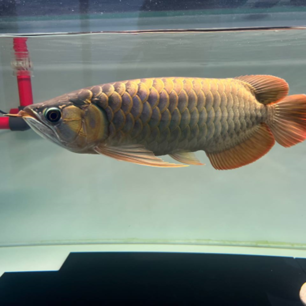 Super Hi-Back Arowana with Certificate - 6"