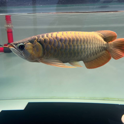 Super Hi-Back Arowana with Certificate - 6"