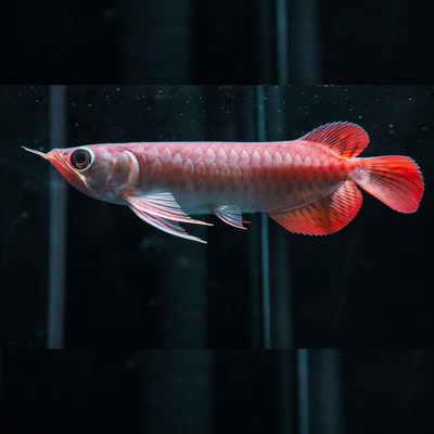 Super Red Arowana with Certificate - 7"