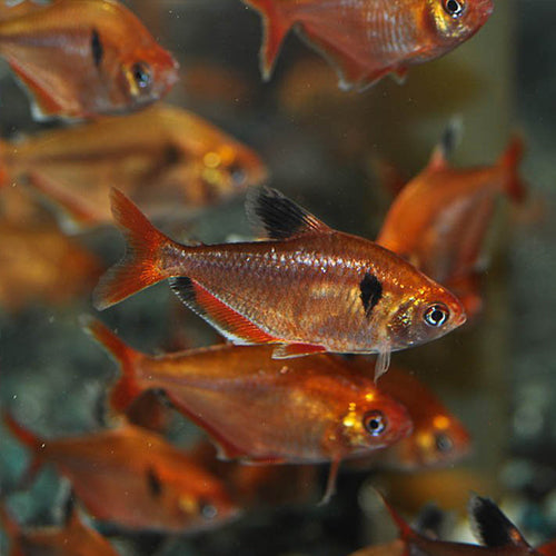Super Serpae Tetra