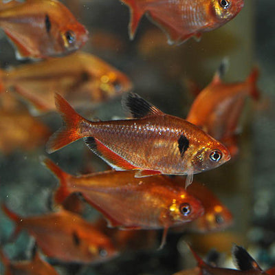 Super Serpae Tetra - L