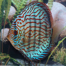 Turquoise Blue Discus 6cm