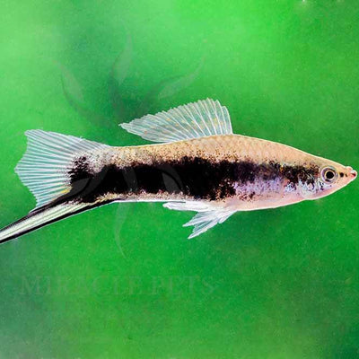 Swordtail Green Tuxedo - L