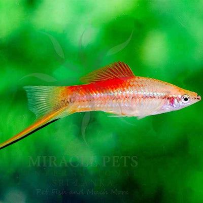 Swordtail Pineapple Comet - L